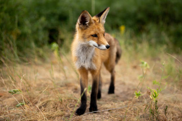 istock young fox in the forest in the green grass 1166930702
