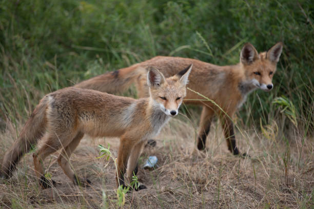 istock young fox in the forest in the green grass 1166930703