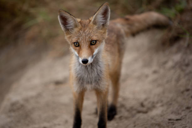 istock young fox in the forest in the green grass 1166930705