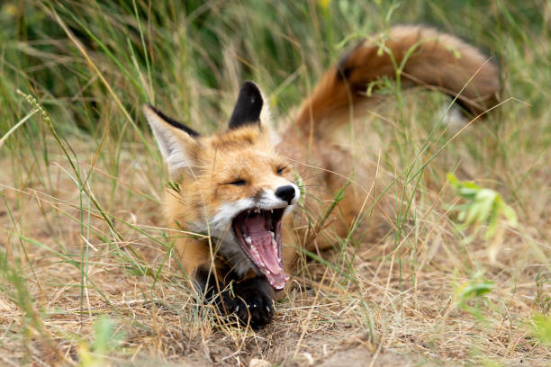 istock young fox in the forest in the green grass 1166930741