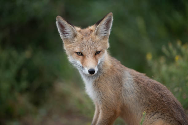 istock young fox in the forest in the green grass 1166930759