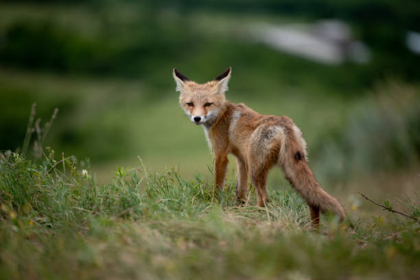 istock young fox in the forest in the green grass 1166930793