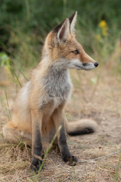 istock young fox in the forest in the green grass 1166930794