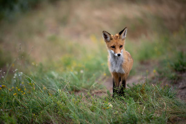 istock young fox in the forest in the green grass 1166930795