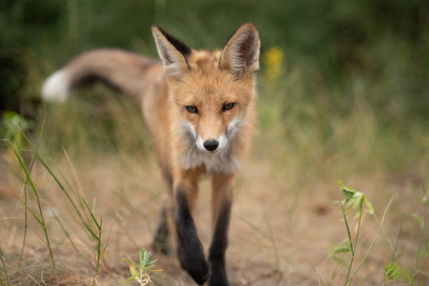 istock young fox in the forest in the green grass 1166930796