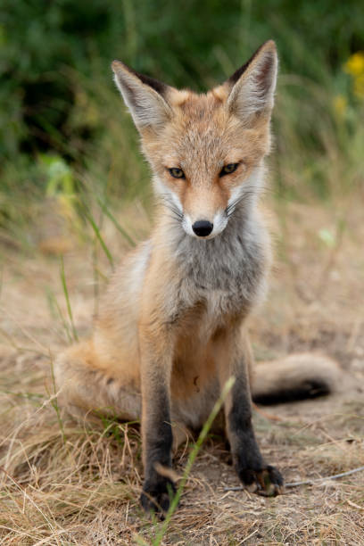 istock young fox in the forest in the green grass 1166930832