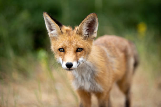 istock young fox in the forest in the green grass 1166930833