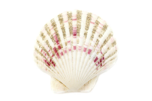istock Beautiful seashell isolated on white background close-up 1166930854
