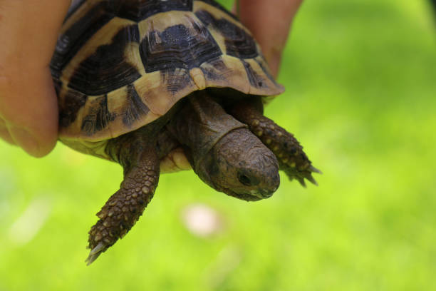 Stock photo of young tame and friendly baby pet Russian Hartsfield diet / Hermann's tortoise being held in hand outdoors in garden sunshine for vitamins above green lawn grass, baby tortoise in fingers to show size and scale, with head, legs and claws hanging imagen de la joven manada y amigable mascota bebé dieta rusa hartsfield / tortuga de hermann que se sostiene en la mano al aire libre en el sol del jardín para vitaminas sobre la hierba verde césped, tortuga bebé en los dedos para mostrar el tamaño y