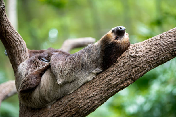 istock sloth lies on a tree in Singapore zoo 1166930967