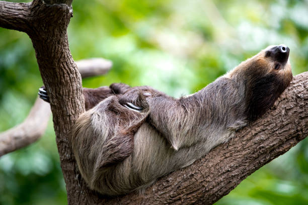 istock sloth lies on a tree in Singapore zoo 1166930969
