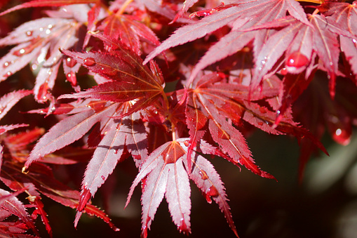 Stock photo of deep purple red Japanese maple leaves on tree with spring foliage and water droplets after watering / rain raindrops on each leaf, acers trees variety acer palmatum atropurpureum bloodgood foliage close-up with palmate leaves leaf structure