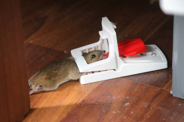 istock Image of mouse trap pest control for small brown house mouse rodent shown dead on in plastic mouse trap after being humanely killed with broken neck, red and white plastic, reusable spring loaded, baited with cheese, chocolate and fish in deep bait tray 1166931004