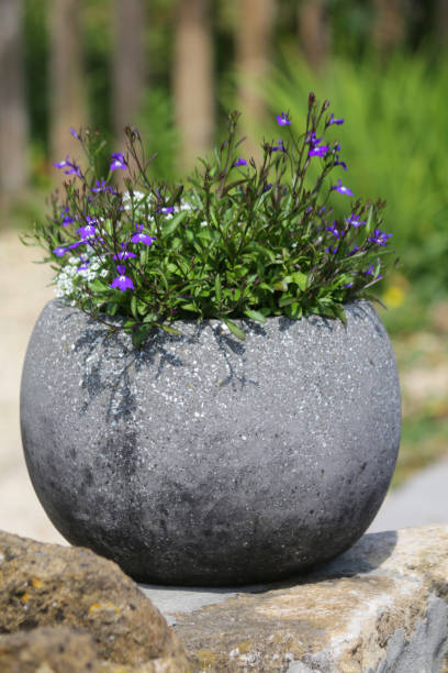 istock Image of grey round ball shaped stone granite flower pot in circular sphere shape, planted with flowering trailing blue lobelia flowers and white alyssum in bloom, blurred summer gardening green background, globe plant pot planted annual bedding plants 1166931009