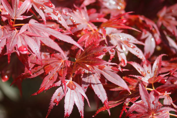 immagine di foglie d'acero giapponese rosso porpora intenso sull'albero con fogliame primaverile e goccioline d'acqua dopo l'irrigazione / gocce di pioggia piovose su ogni foglia, gli alberi di acri varietà acer palmatum atropurpureum bloodgood fogliame p - japanese maple foto e immagini stock