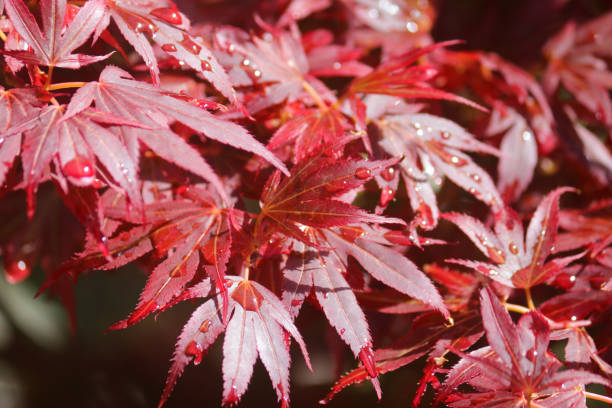 Image of deep purple red Japanese maple leaves on tree with spring foliage and water droplets after watering / rain raindrops on each leaf, acers trees variety acer palmatum atropurpureum bloodgood foliage close-up with palmate leaves leaf structure stock photo