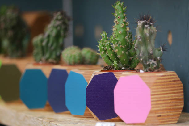 Image of small cacti, prickly cactus plants and succulents in modern wooden pots with geometric octagon designs rainbow colours blue, purple, green, pink, cactus house plants growing in row on windowsill as interior home design, prickles, thorns, spikes Stock photo of small cacti, prickly cactus plants and succulents in modern wooden pots with geometric octagon designs rainbow colours blue, purple, green, pink, cactus house plants growing in row on windowsill as interior home design, prickles, thorns, spikes thorn bush stock pictures, royalty-free photos & images