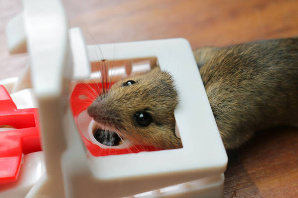 istock Image of mouse trap pest control for small brown house mouse rodent shown dead on in plastic mouse trap after being humanely killed with broken neck, red and white plastic, reusable spring loaded, baited with cheese, chocolate and fish in deep bait tray 1166931051