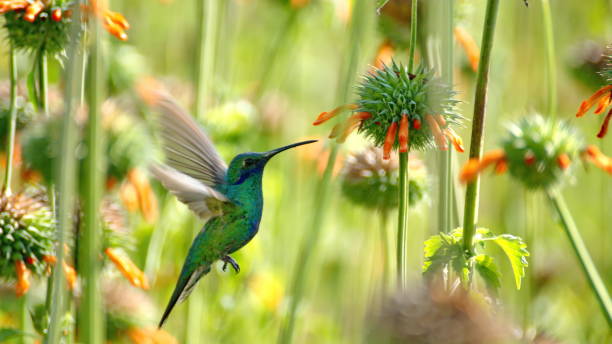 istock Sparkling violetear hummingbird in flight 1166931828