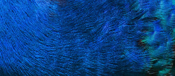 istock Beautiful colors and patterns of peacock feathers 1166931859