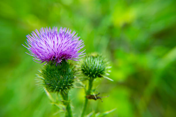 istock Blooming blue spiny wildflowers. Background image. 1166932059