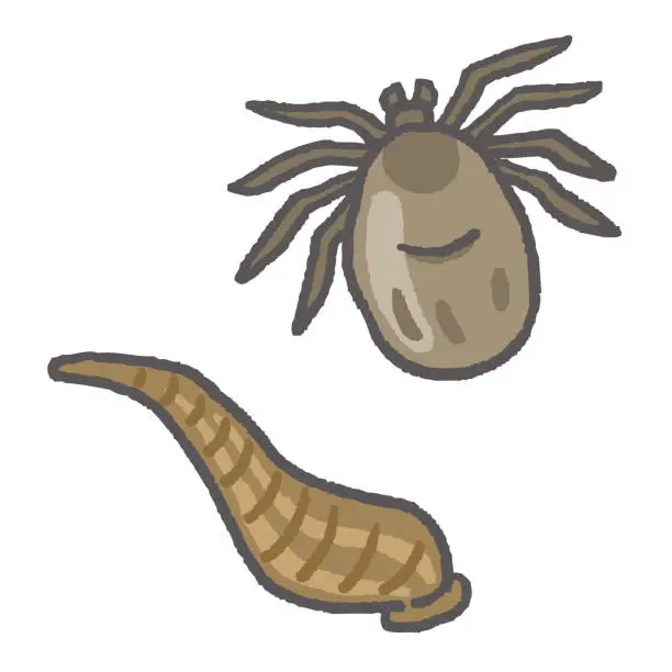 Vector illustration of Tick and Leech pest