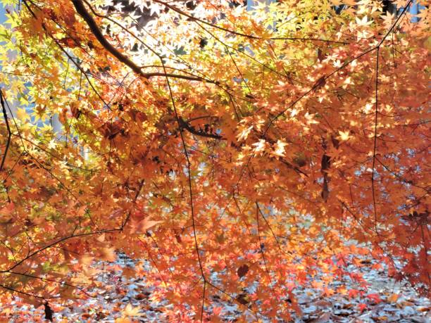 golden autumn. close-up - maple japanese maple leaf autumn imagens e fotografias de stock