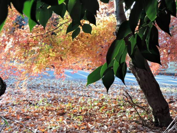 autumn colors. japan, december. - maple japanese maple leaf autumn imagens e fotografias de stock