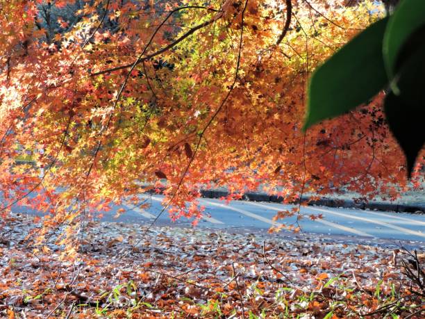 autumn colors. japan, december. - tree area japanese fall foliage japanese maple autumn imagens e fotografias de stock