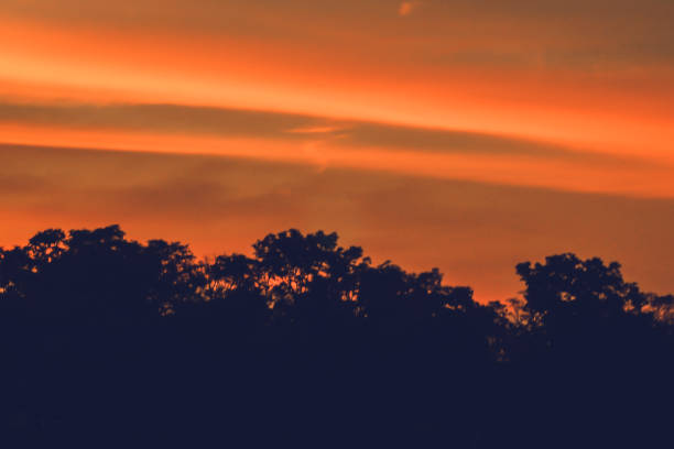 istock Nature background of forest tree. Colorful sunset 1166934627