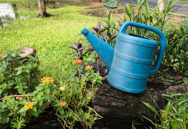 istock a blue watering can in garden 1166934760