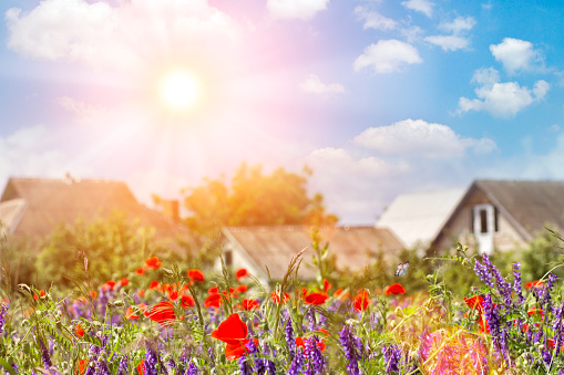 Amazing view of summer beautiful bright red big poppy field landscape in Germany, colorful houses, farms and countryside in the distance, sunny morning sky in the background