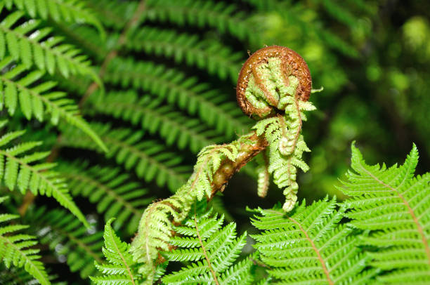 istock New Zealand koru 1166935625