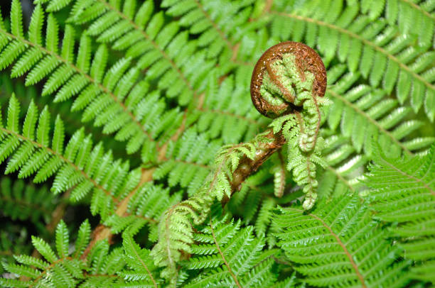 istock New Zealand koru 1166935626