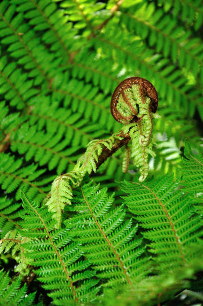istock New Zealand koru 1166935630