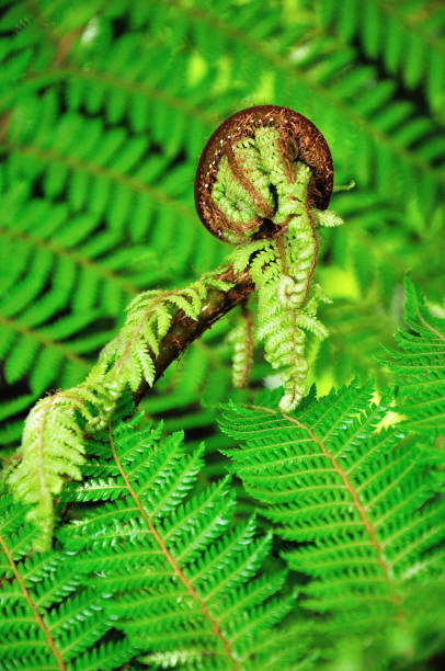 istock New Zealand koru 1166935643