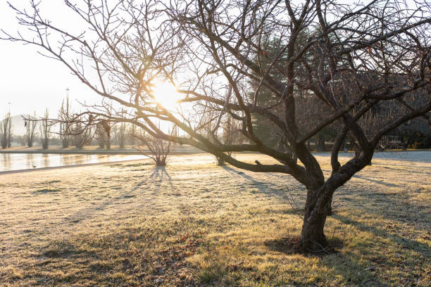 arbre nu et herbe givrée le matin d'hiver à canberra - bare tree photos photos et images de collection