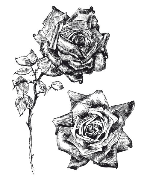 ilustraciones, imágenes clip art, dibujos animados e iconos de stock de tinta dibujada rosa y brote - rosa color
