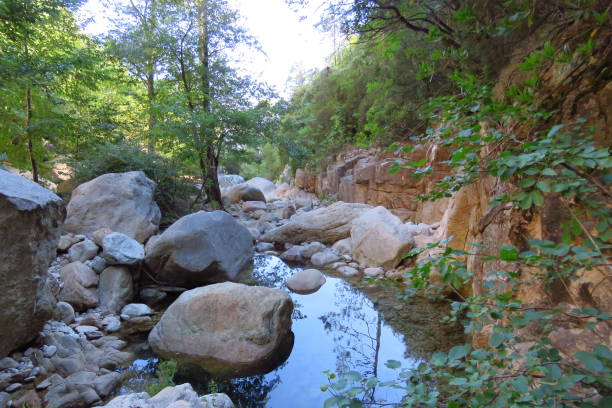 istock Tree reflection in river full of rocks in forest 1166937401