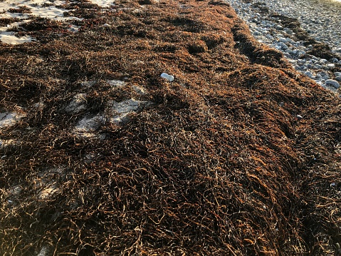 Sea grass or eel grass drying in the evening sun on a beach.
