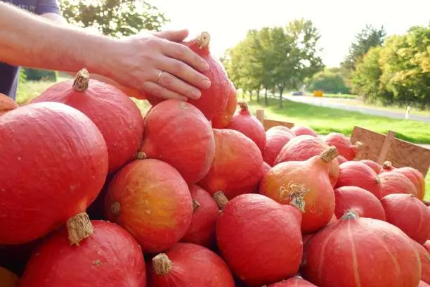 Hokkaido pumpkin on the farm market.Men's hands take a red pumpkin.Harvest pumpkin.Autumn vegetables farmers market.Fall season