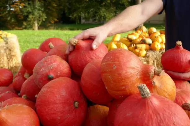 Hokkaido pumpkin on the farm market.Men's hands take a red pumpkin.Autumn vegetables farmers market.Fall season