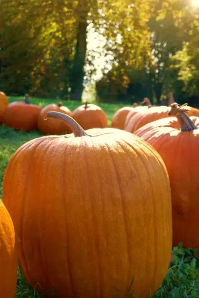 pumpkin farm market.Thanksgiving.A row of pumpkins in dewdrops on green grass in the bright rays of the sun.Harvest pumpkin.Autumn vegetables farmers market.