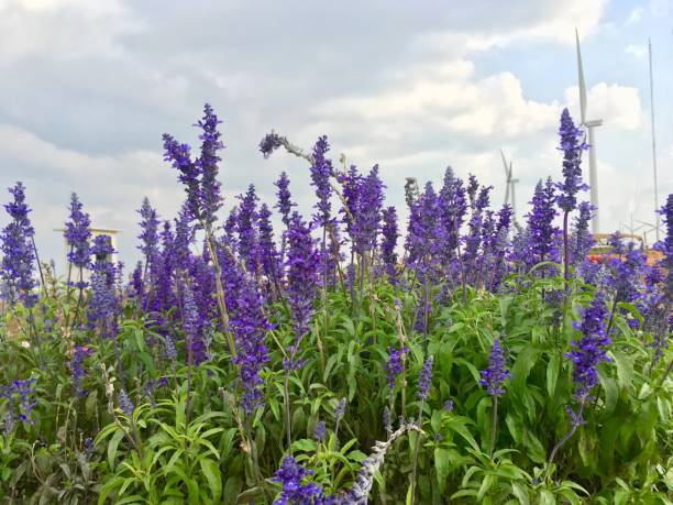 istock Purple lavender flower field 1166938483