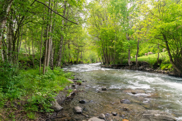 View of river Valira d'Orient between trees in Andorra.