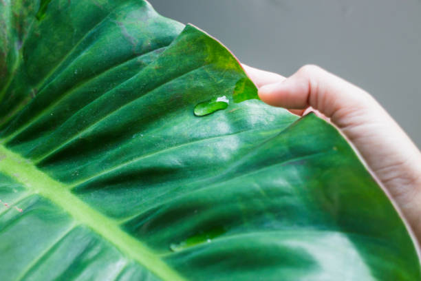 istock Hand holding green leave with water drop 1166940647