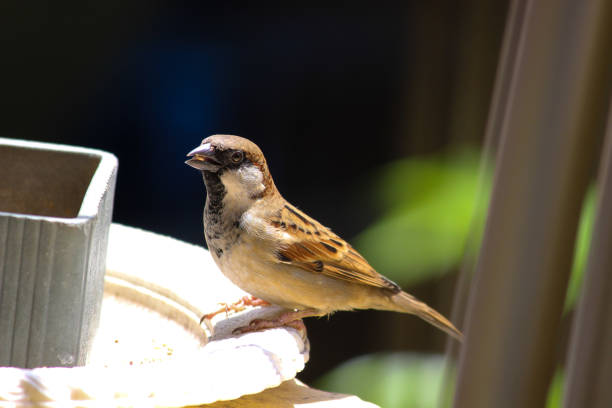 istock THE MALE SPARROW 1166940849