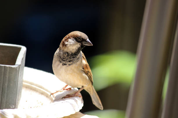 istock THE MALE SPARROW 1166940889