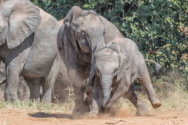 istock Older African Elephant calf bullying its younger sibling 1166941829