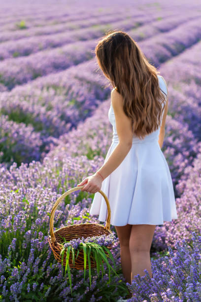 picking lavender - cut flowers women field single flower imagens e fotografias de stock